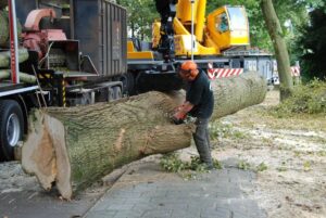 bomen laten kappen in den bosch