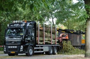 bomen rooien den bosch