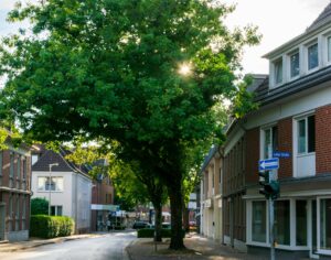bomen snoeien of verwijderen