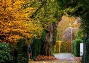 bomen verwijderen woning weinig werkruimte