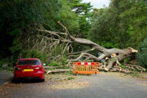 boom omvallen op gemeentegrond