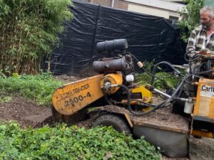 groeit boom opnieuw na frezen