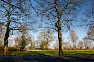 juridische valkuilen boomverwijdering