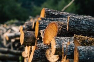 voorkom schade tuin boomverwijdering